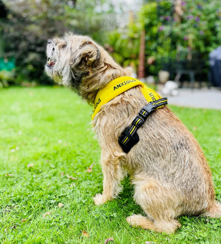 Puppy Outdoor Walking Supplies Fashion Pet Harness and Leash Set for Small Dogs Cats Breathable Durable Kitten Harnesses