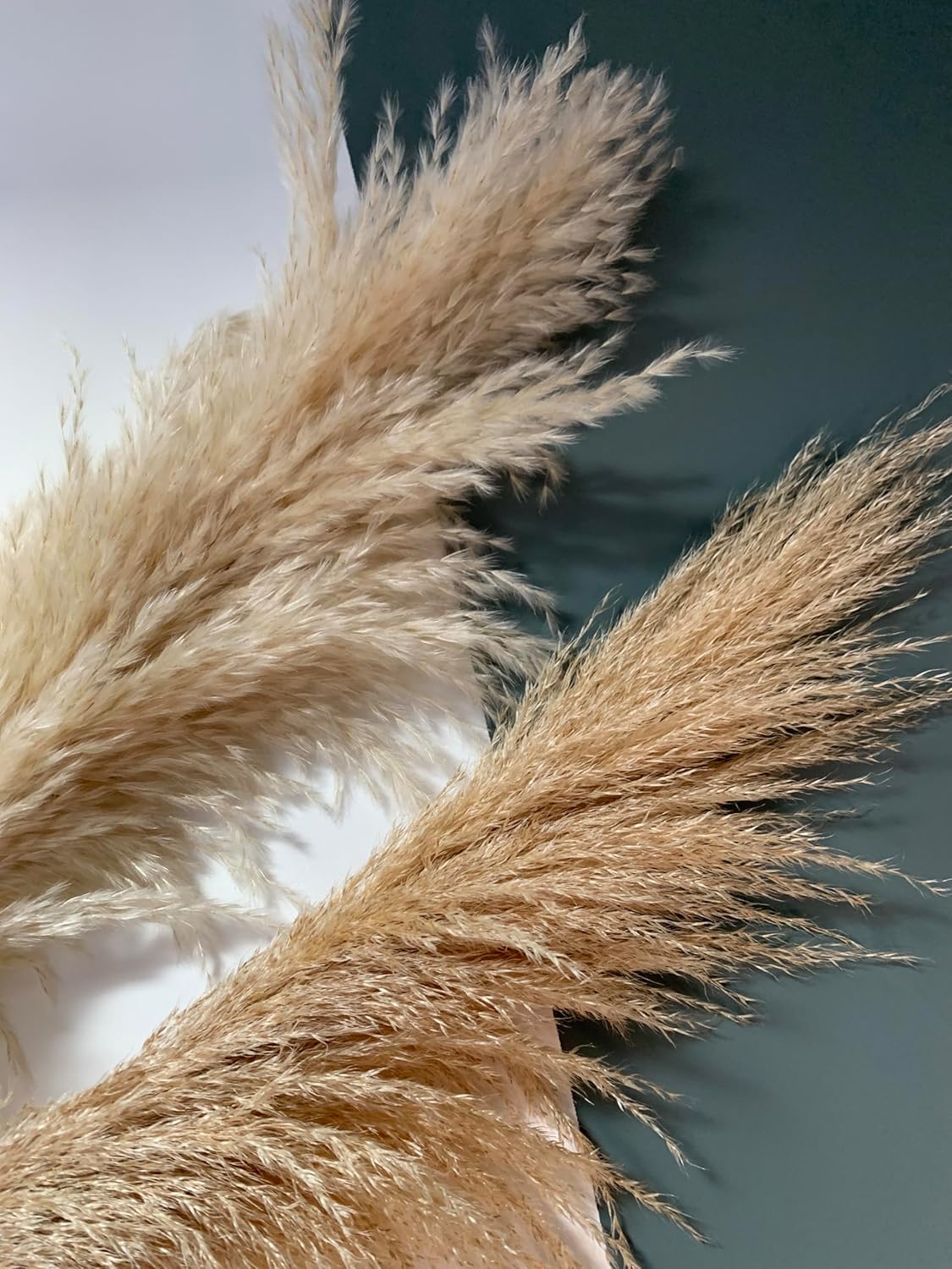 Natural Dried Large Pampas Grass, 47 inches/120 cm tall 6 stems, Extra Large and Fluffy, ideal for minimalism, rustic, boho Home Decor and Weddings, Parties | Natural Beige
