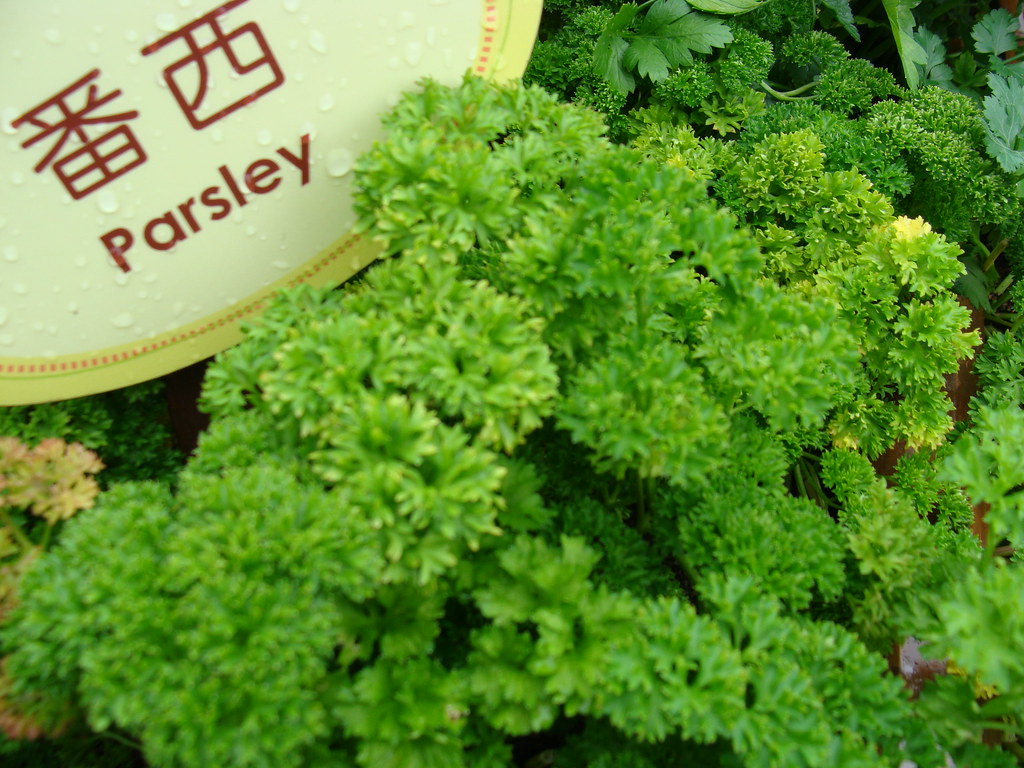 【单把蕃西】 BUNCH- PARSLEY  FanX