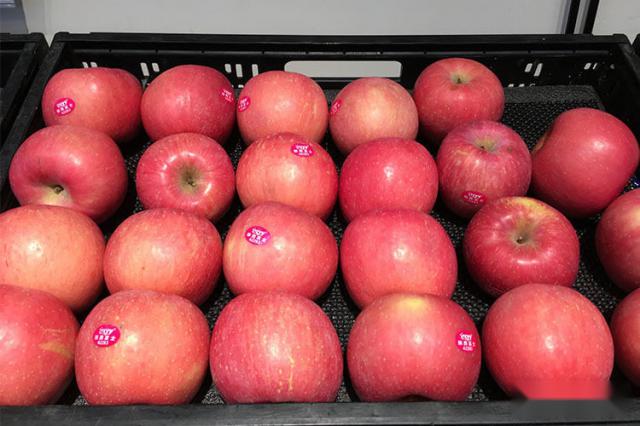 红苹果 APPLE  GALA Red  PingG