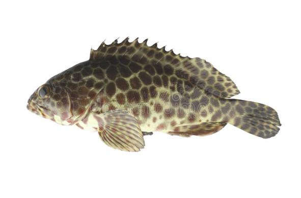 斑点石斑整鱼ALL DOTTED GROUPER WHOLE FISH  3/500G/只【20-24只/箱10KG】  ShiB YUP
