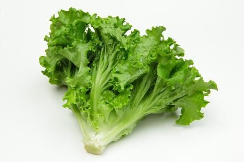 绿色长生菜 Long LETTUCE  ShengC