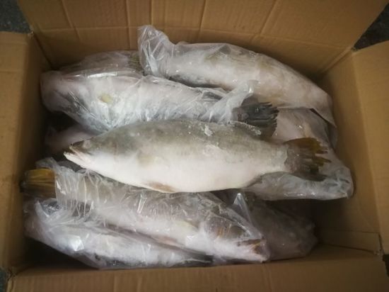 金鲳鱼 2X2.50KG 500/600  Pomfret(GOLDEN ) 8PS IQF jincy