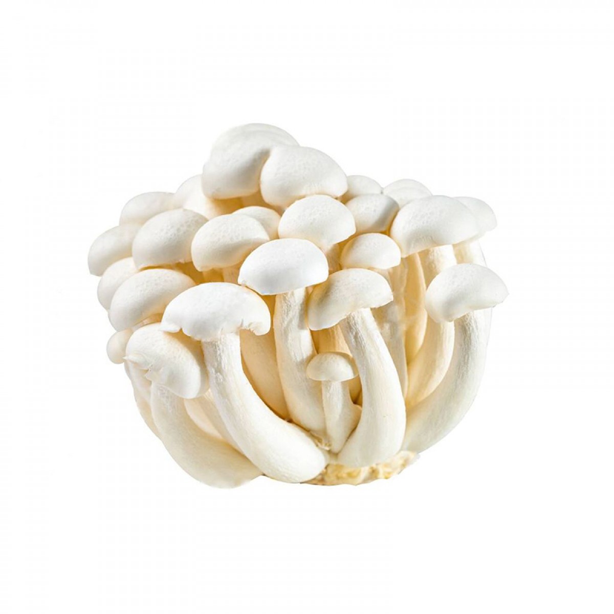 完箱新鮮白玉菇  shimeji mushroom 10x100g  BaiYG