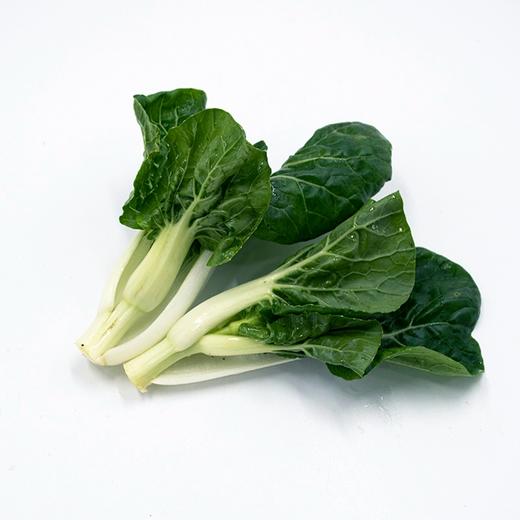 完箱小白菜苗 CHINESE PAK CHOI MIAO PCM XiaoBCM