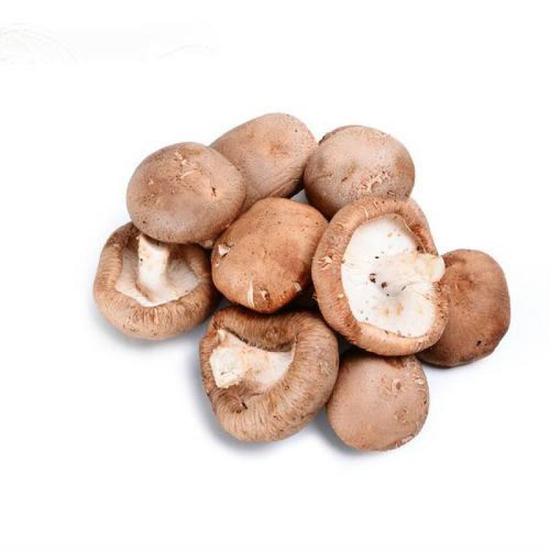 XXXXX香蘑菇 SHIITAKE mushroom MoG XXX