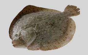 鲜养多宝鱼 Turbot Fish ( Farm Fresh) 1.5--2.0kg  DuoBY