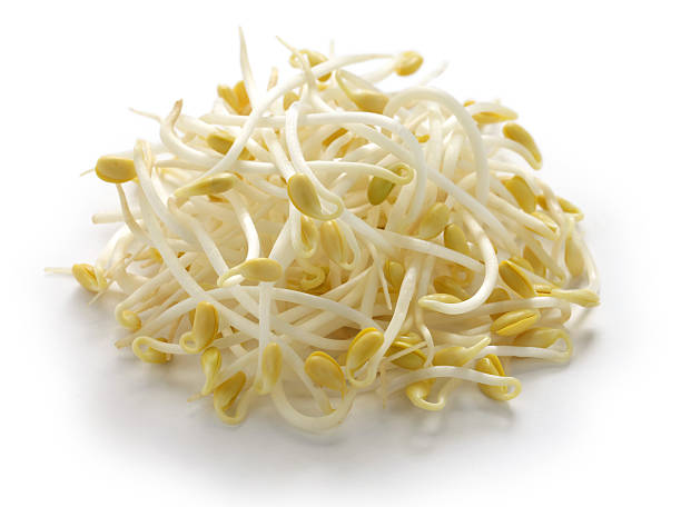 芽菜 BEANSPROUT  4KG  YaC