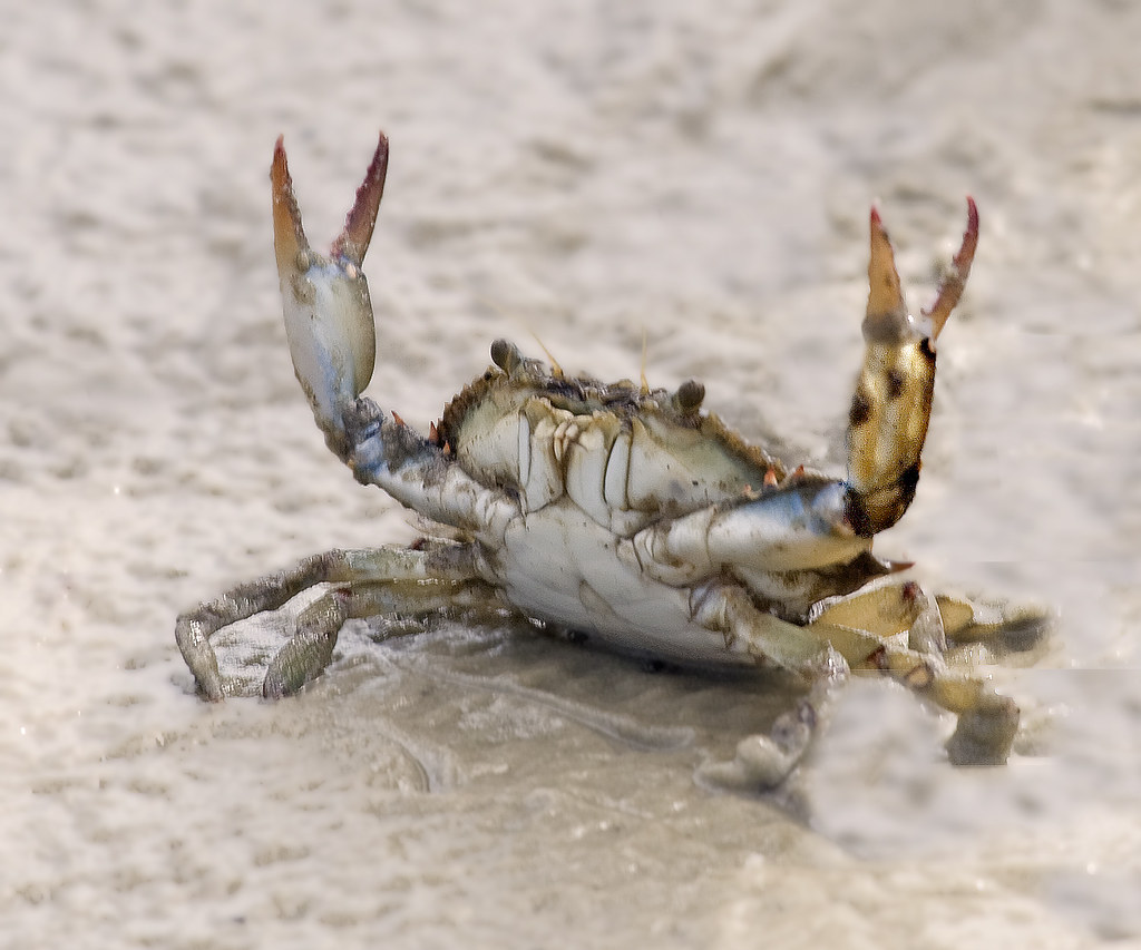 生鲜螃蟹 Live HEN CRAB/1.5B  pangx