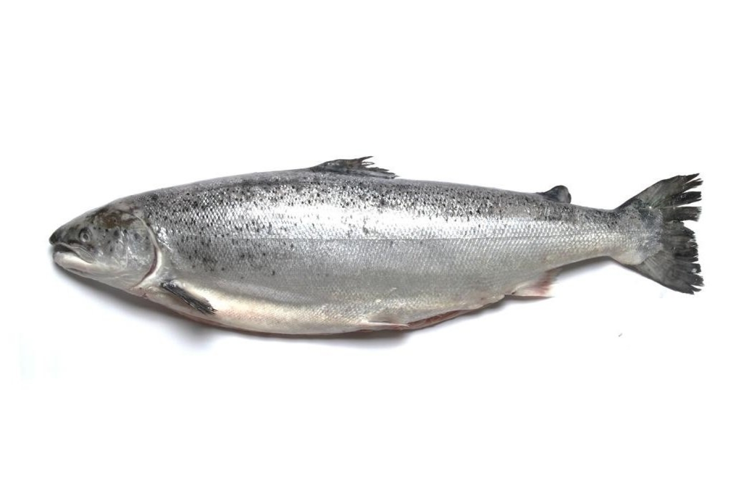 【新鲜整条三文鱼】FRESH WHOLE SALMON FISH 【5-6KG】SanWY