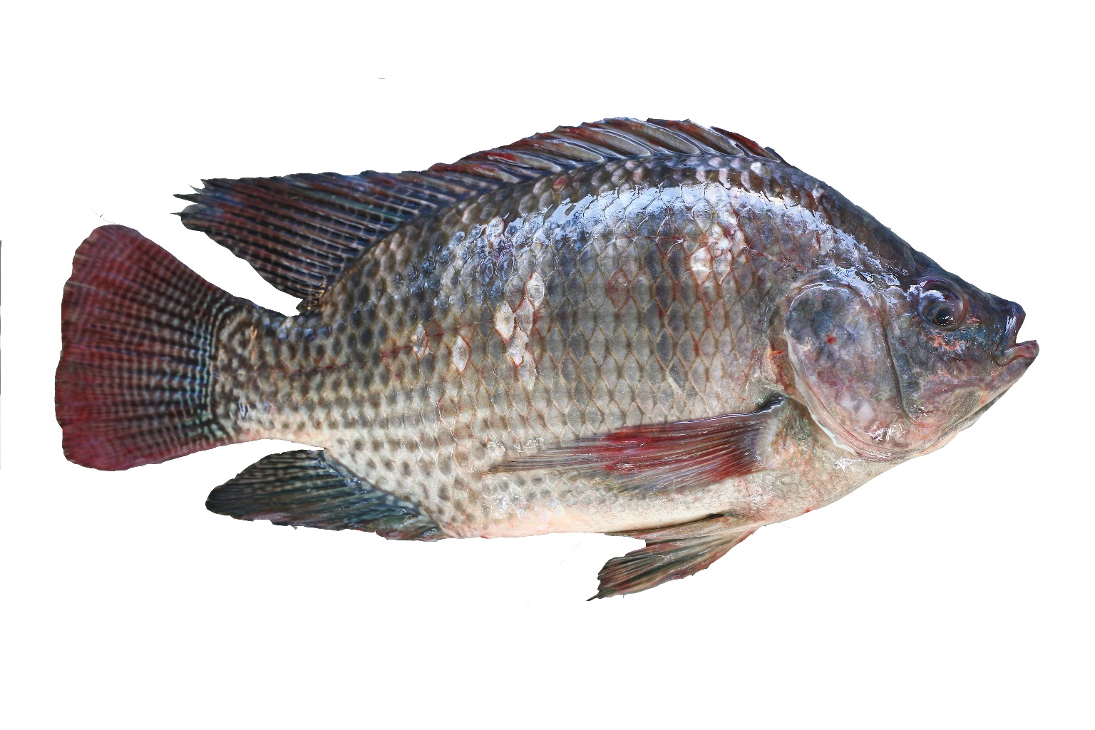 单包亚洲星非洲鲫鱼 Asian Start TILAPIA FISH 5/800 ( WGGS) 2.5KG JiYU