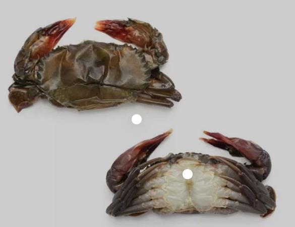 【14PC软壳蟹】SOFTR SHELL CRABS(Nortrade)【14只/盒】【12盒/箱】ruankx
