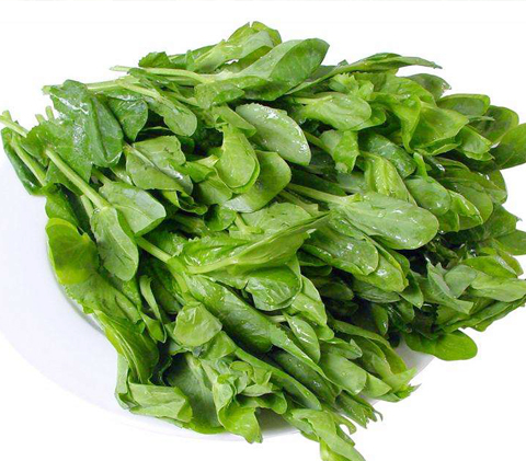 豆苗 CHINESE DU MILL  DouM
