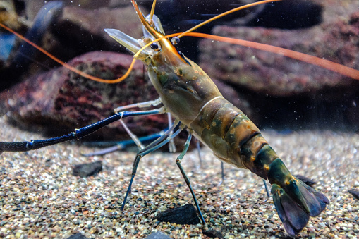 淡水有头龙虾 ALL U2 FROZEN FRESH WATER KING PRAWN 500G 【10盒/箱】  DongX